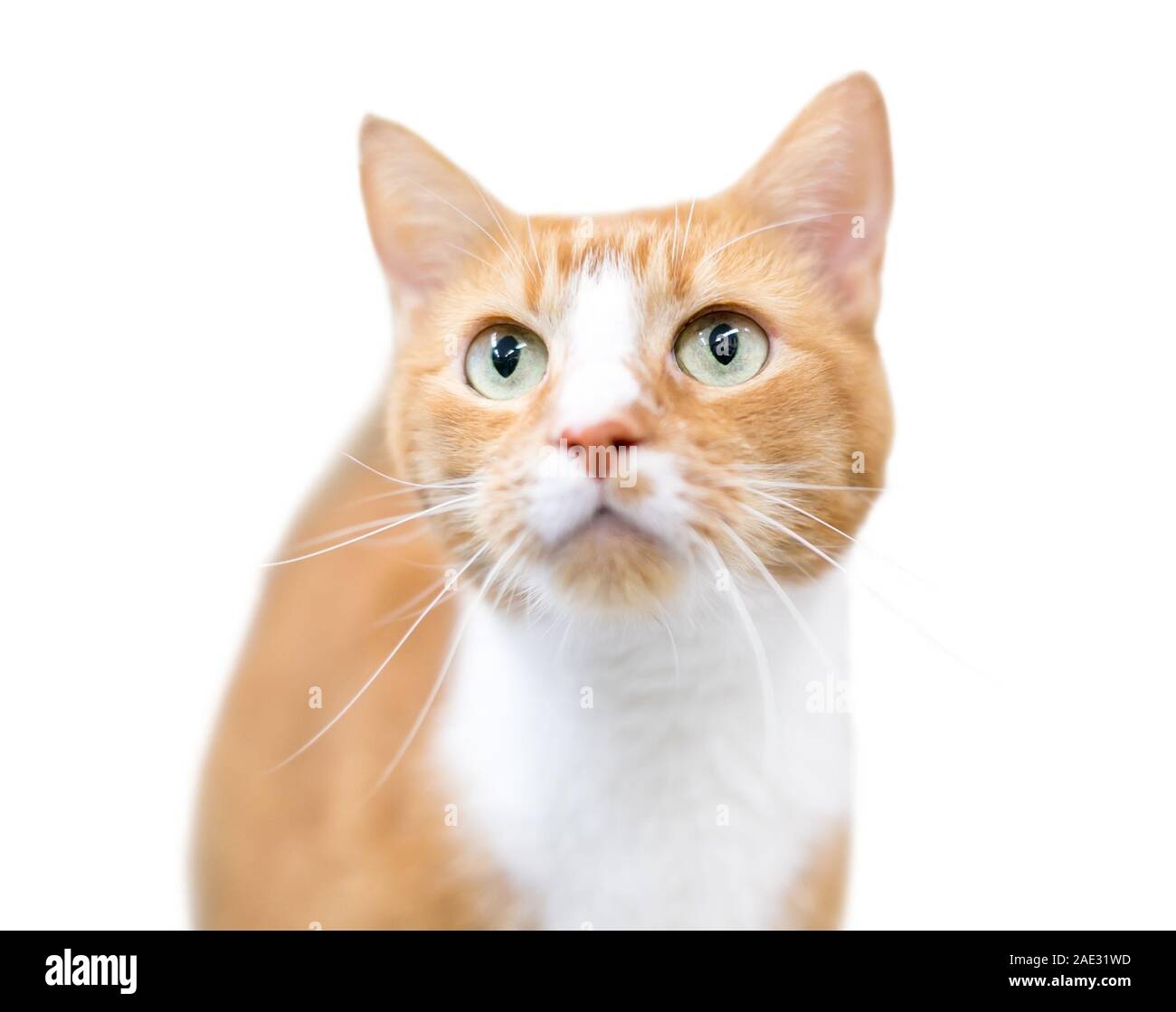 Un domestico shorthair cat con orange tabby e marcature bianche rivolti verso l'alto Foto Stock