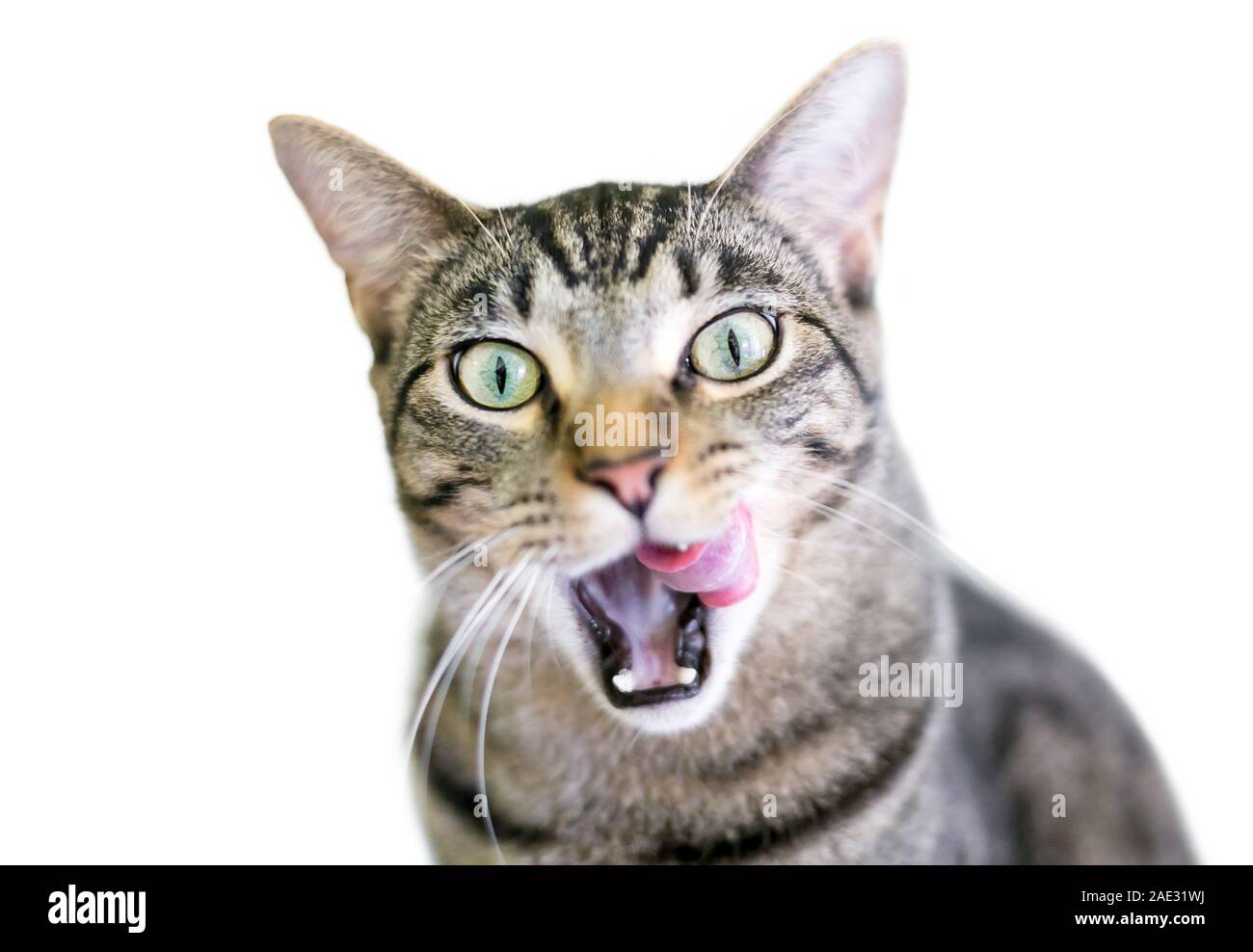 Un brown tabby domestico gatto Shorthair leccare le sue labbra con la sua bocca aperta Foto Stock