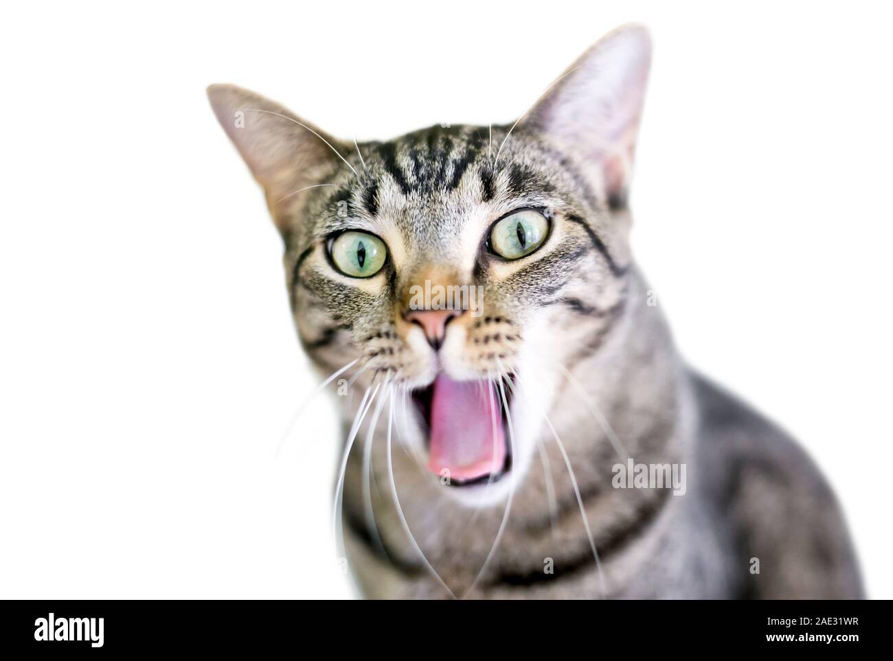Un brown tabby domestico gatto Shorthair sbadigli con la sua bocca aperta Foto Stock