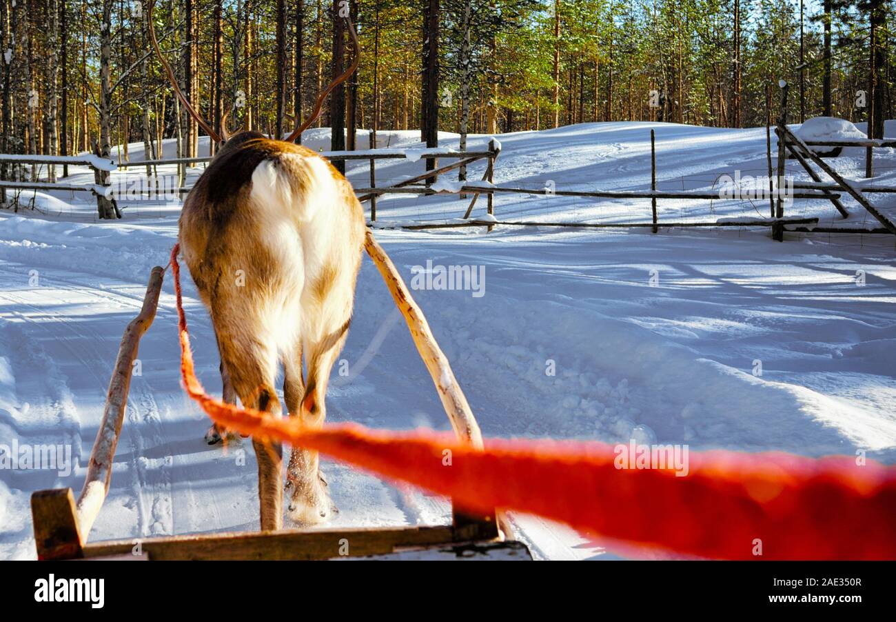 Slitta trainata da renne gara in Lapponia, Finlandia Foto Stock