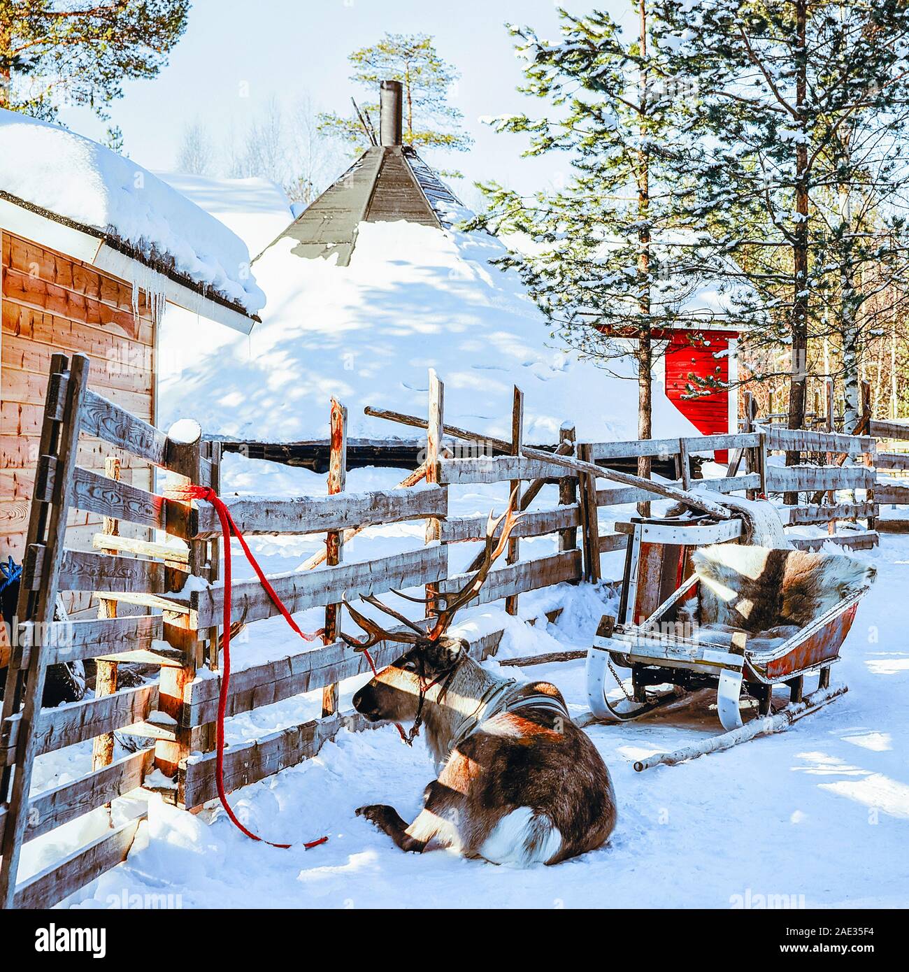 Slitta trainata da renne in Finlandia in Lapponia in inverno Foto Stock
