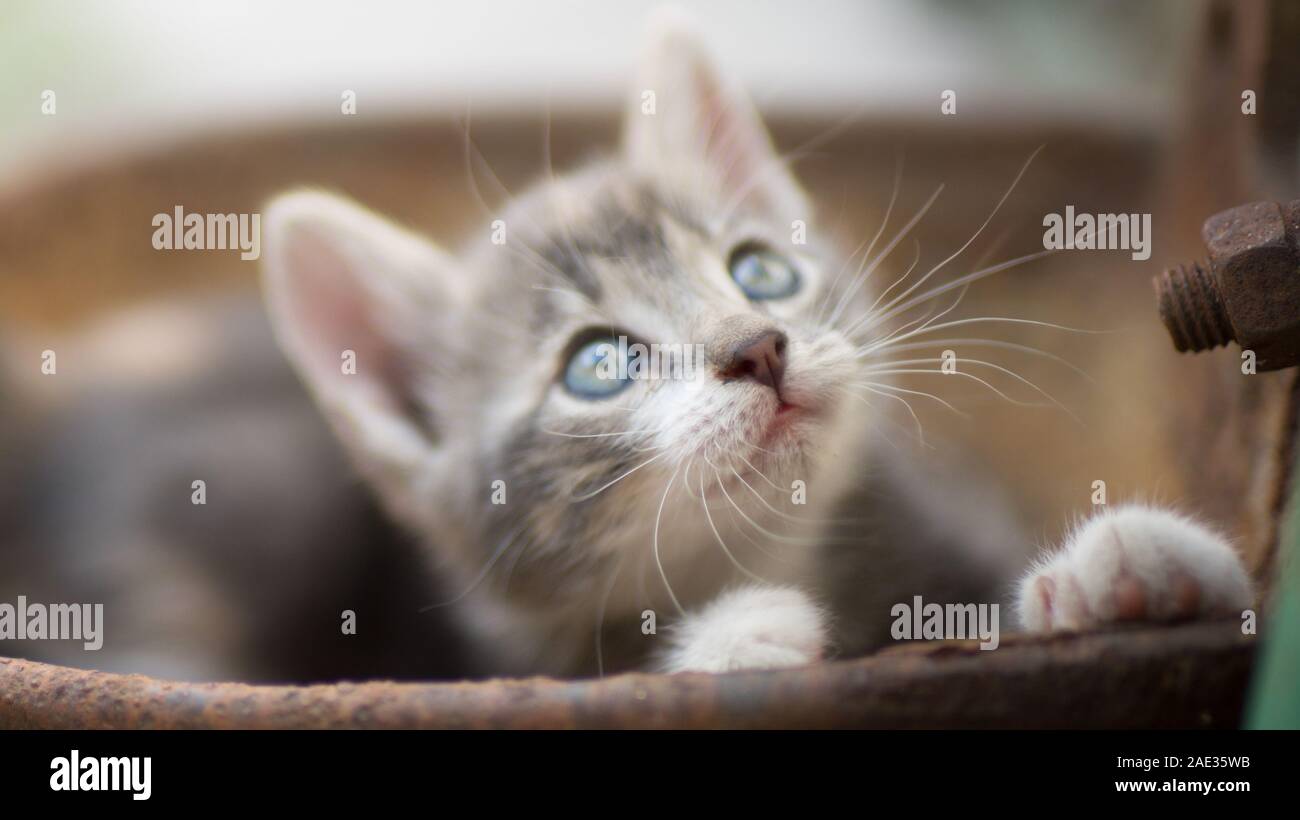 Ritratto di un piccolo grazioso kitty esterni, interni incantevoli cat, affascinante playfull baby animale, cat gioca in una ciotola arrugginito. Foto Stock