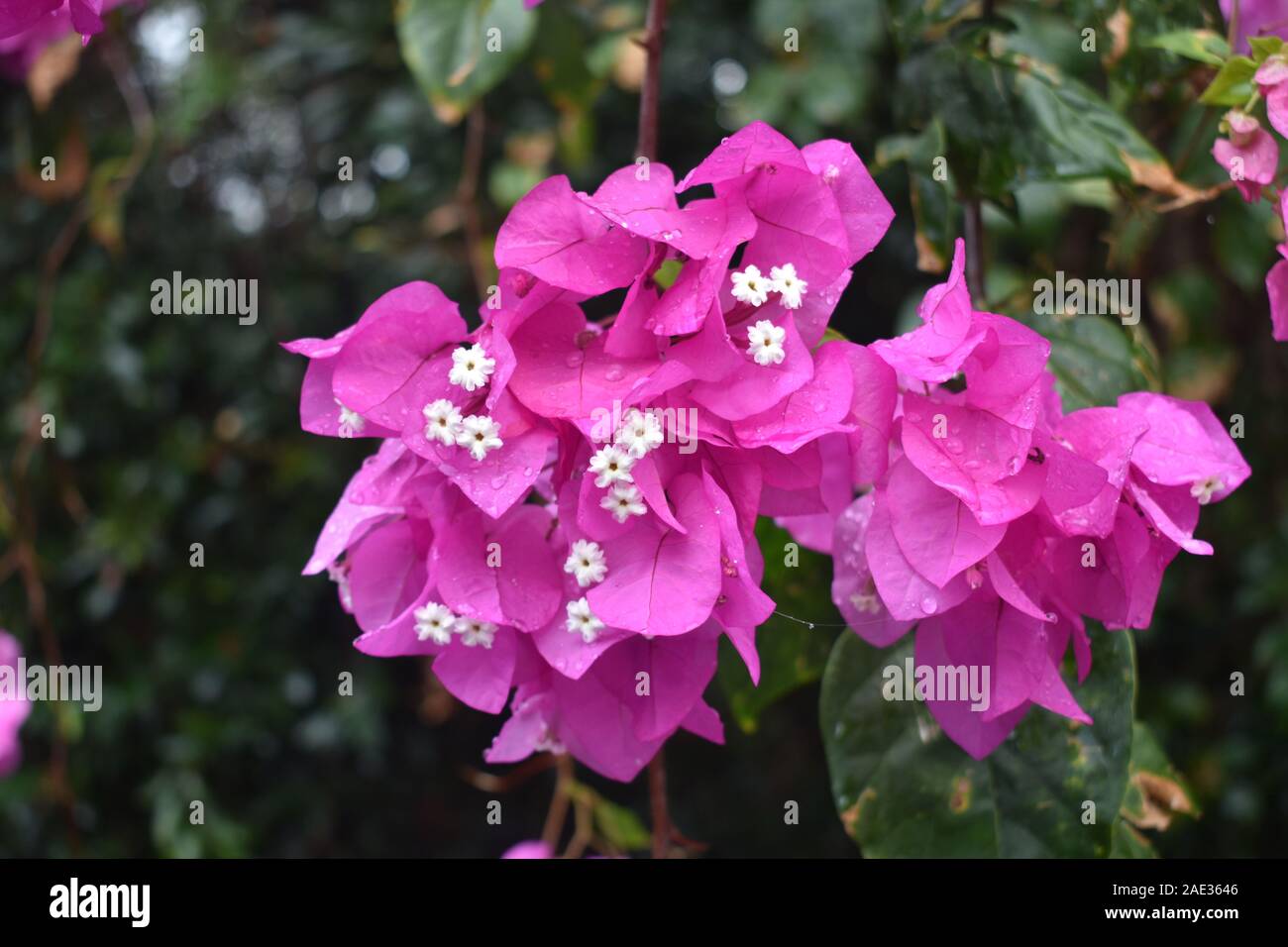 Foto di bagnato rosa fiori di colore rosa Foto Stock