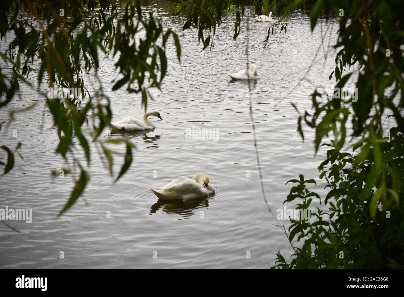 Foto di cigni sul fiume Avon a Londra. Foto Stock