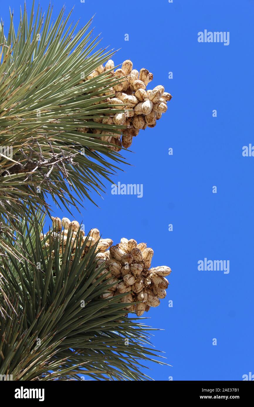 Nel loro omonimo parco nazionale, semi di Joshua Tree, Yucca brevifolia, rimangono attaccati fino a diffusa dal sud del Mojave di vento o di mammiferi. Foto Stock