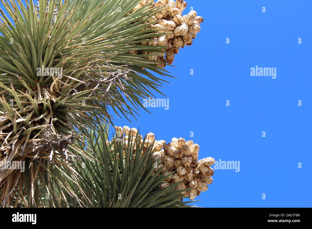 Nel loro omonimo parco nazionale, semi di Joshua Tree, Yucca brevifolia, rimangono attaccati fino a diffusa dal sud del Mojave di vento o di mammiferi. Foto Stock