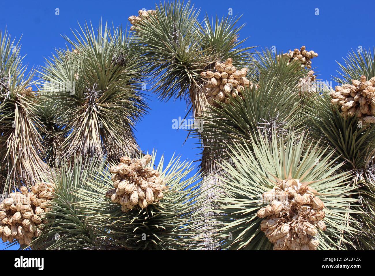 Nel loro omonimo parco nazionale, semi di Joshua Tree, Yucca brevifolia, rimangono attaccati fino a diffusa dal sud del Mojave di vento o di mammiferi. Foto Stock