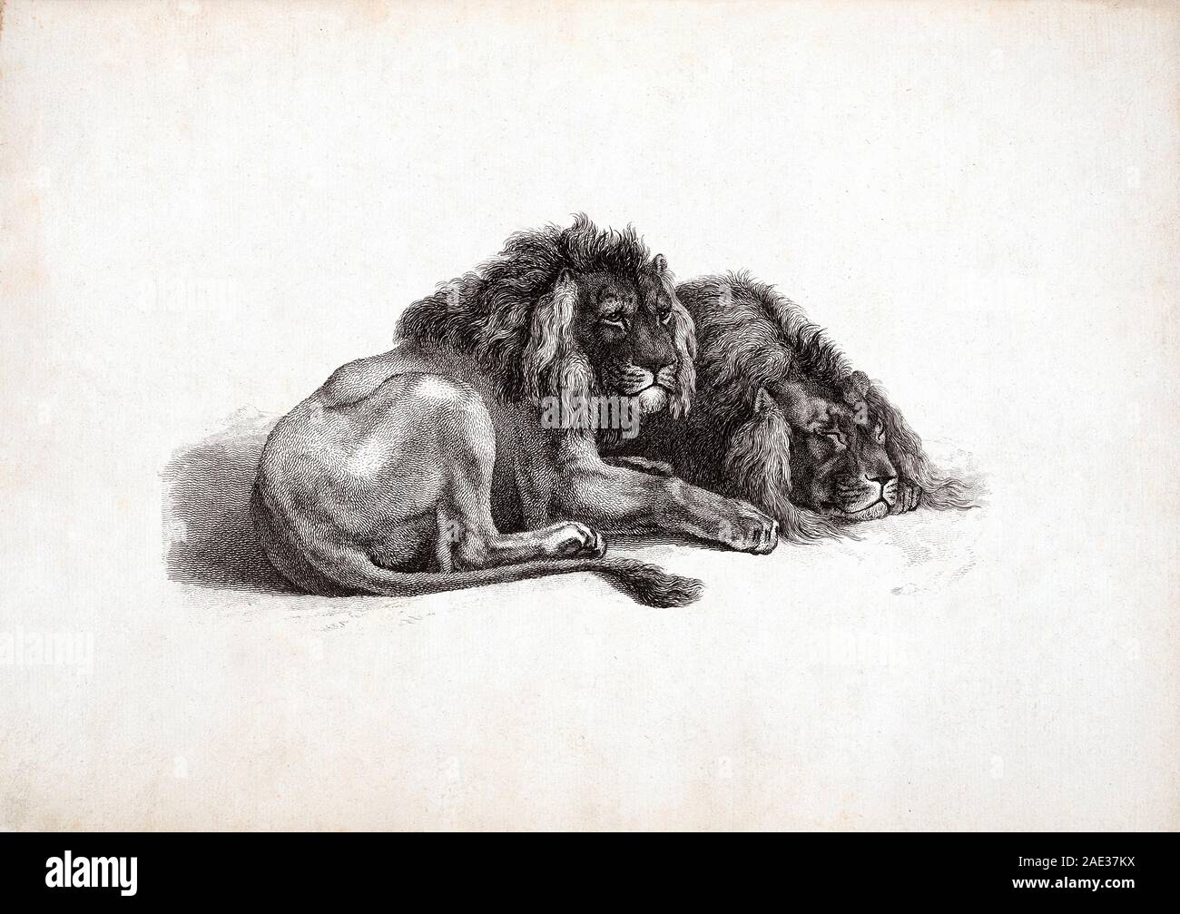 I Lions, dopo Rubens. Da Edwin Landseer e Thomas Landseer. 1823-1828 Foto Stock