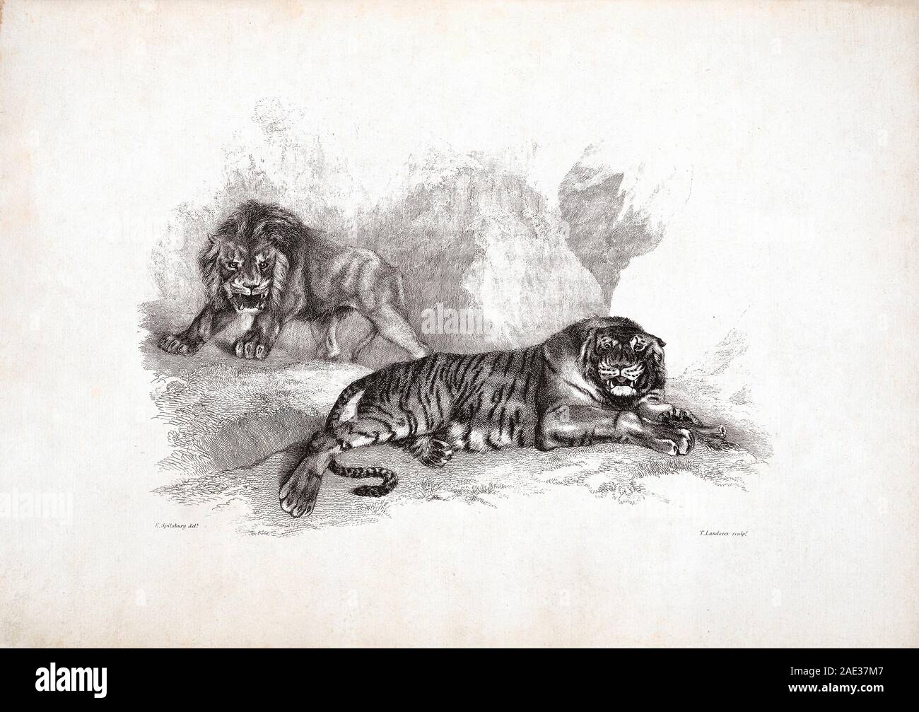 Lion e Tiger, dopo Stubbs. Da Edwin Landseer e Thomas Landseer. 1823-1828 Foto Stock