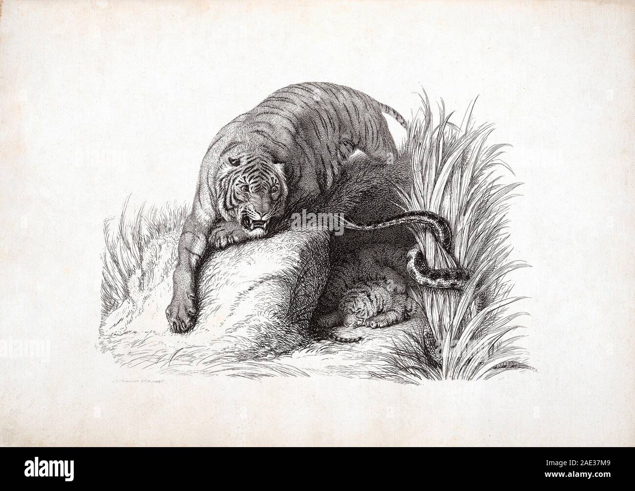 Tigre, dalla natura. Da Edwin Landseer e Thomas Landseer. 1823-1828 Foto Stock