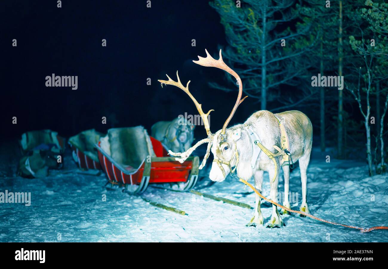 La renna in slitta al safari notturno in foresta Rovaniemi Foto Stock
