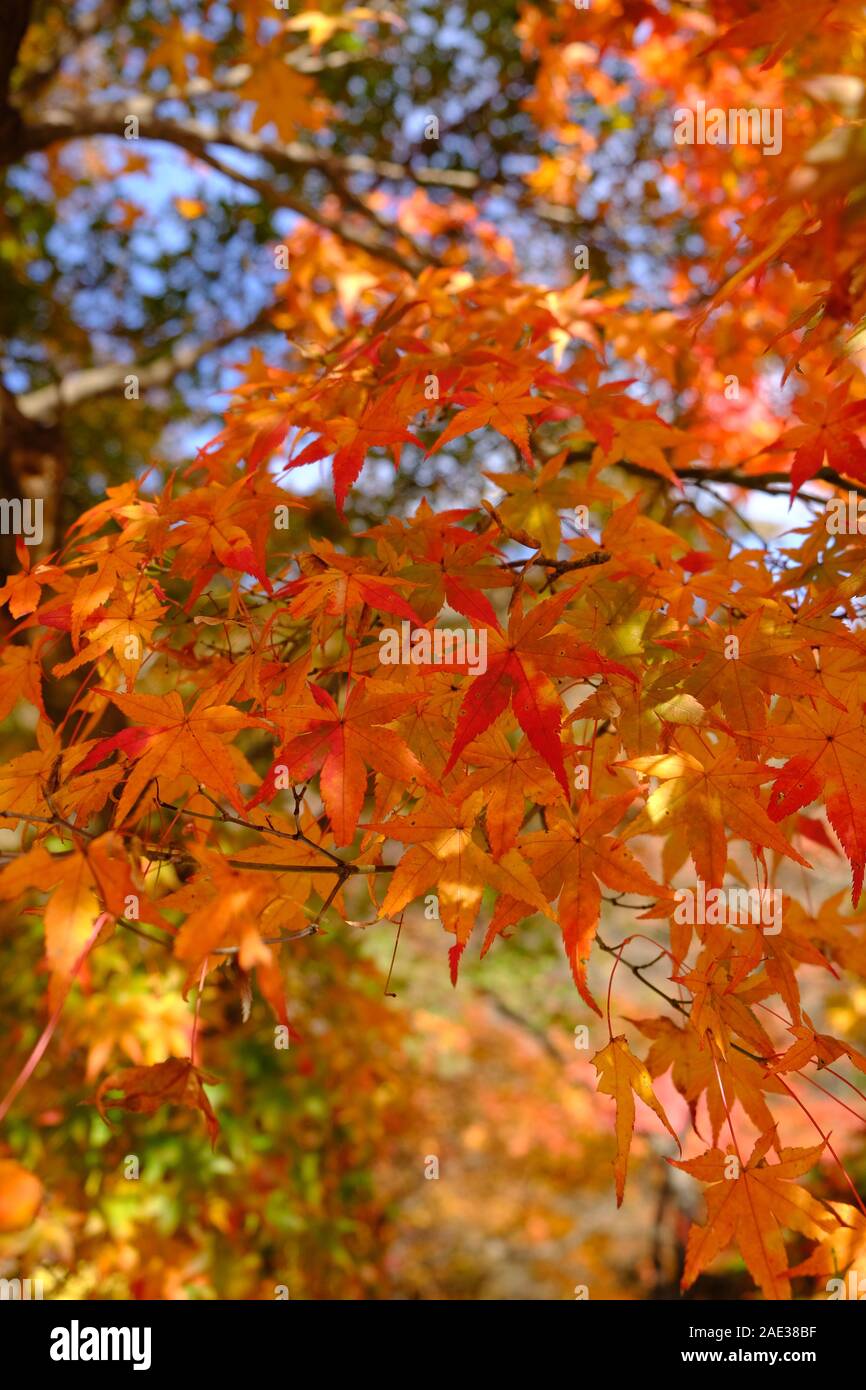 Golden, arancione e giallo, Naejangsan National Park, foglie di autunno,fogliame autunnale i colori dell'autunno, cielo blu Foto Stock
