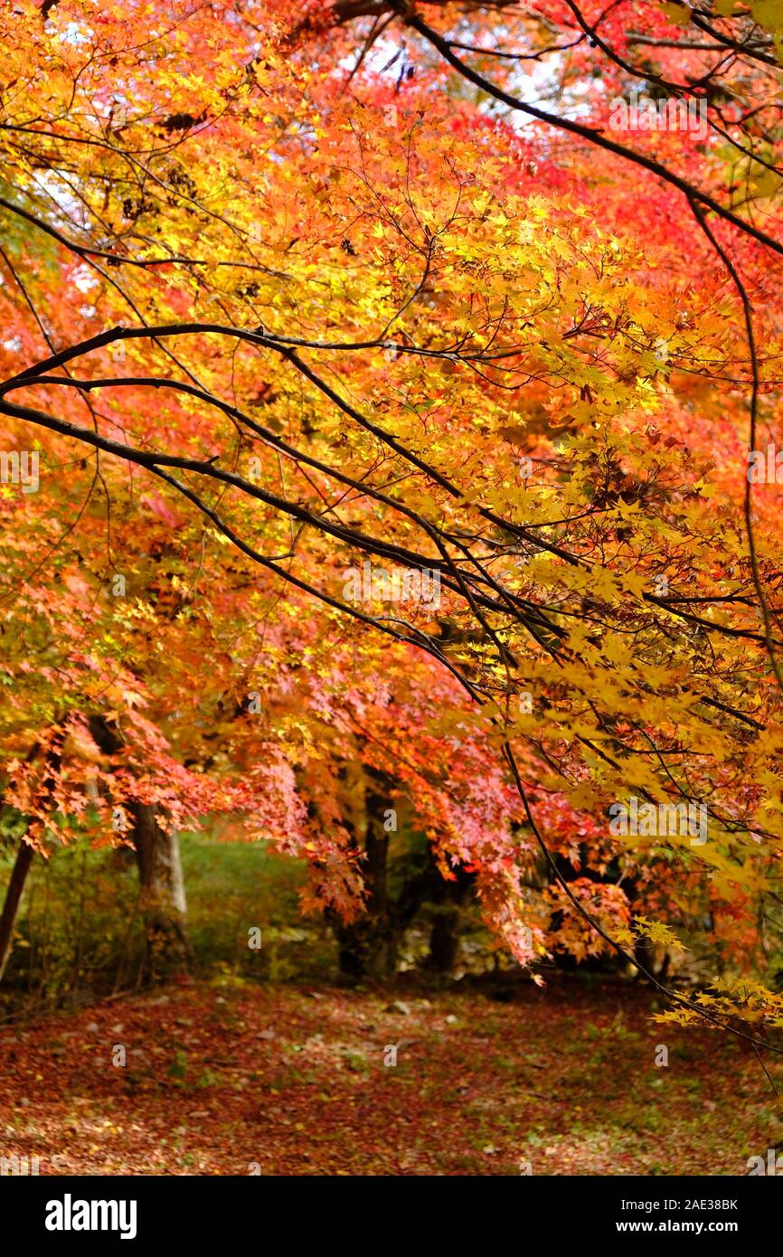 Golden, arancione e giallo, Naejangsan National Park, foglie di autunno,fogliame autunnale i colori dell'Autunno Foto Stock
