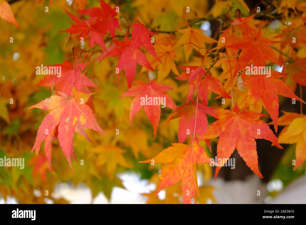 Alberi di acero, Naejangsan National Park, foglie di autunno,fogliame di autunno,arancio e giallo, i colori dell'autunno, orizzontale Foto Stock