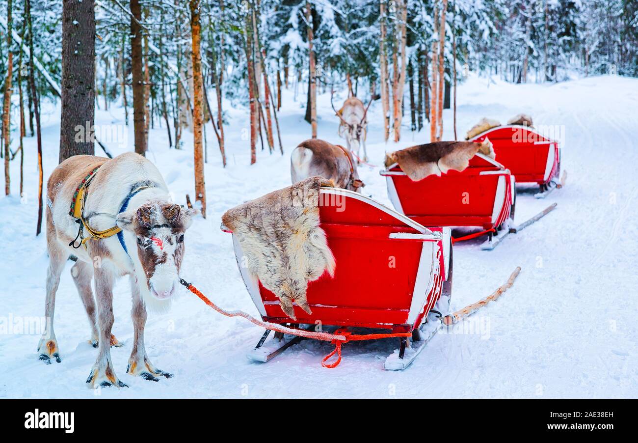 Le renne con slitta roulotte nel bosco invernale a Rovaniemi Foto Stock