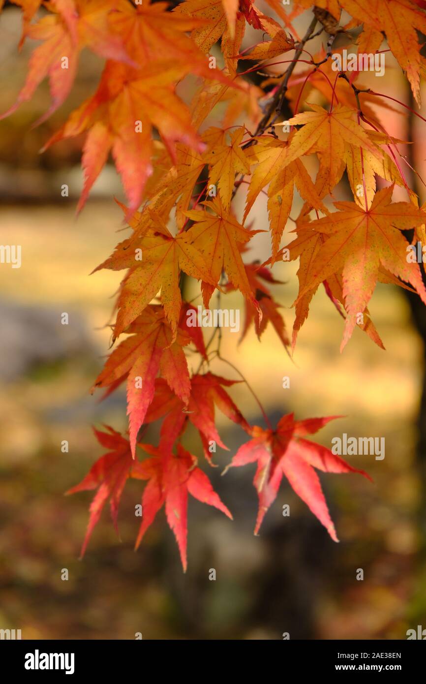 Alberi di acero, Naejangsan National Park, foglie di autunno,fogliame di autunno,arancio e giallo, i colori dell'autunno, verticale Foto Stock