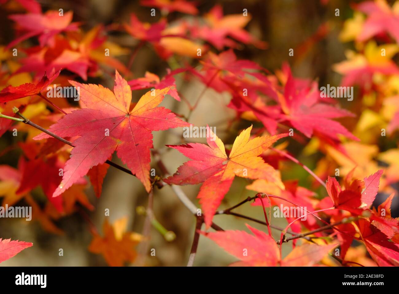 Arancione e giallo di foglie di acero, foglie di autunno, fogliame autunnale i colori dell'autunno, Naejangsan Parco Nazionale Foto Stock