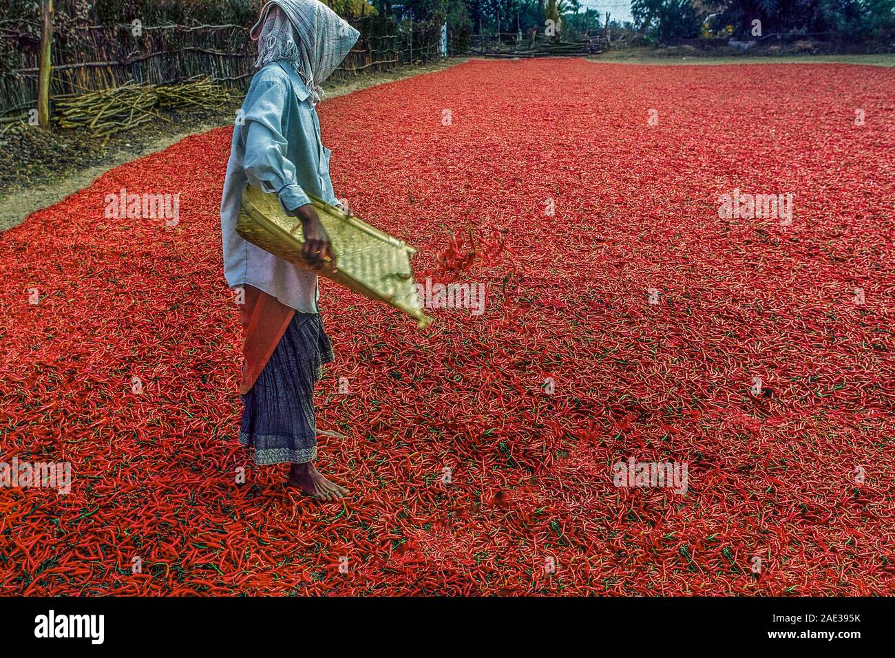 12 ago 2007 donna diffusione di peperoncino rosso per essiccazione, bhadrachalam, Telangana, Andhra Pradesh, India, Asia Foto Stock
