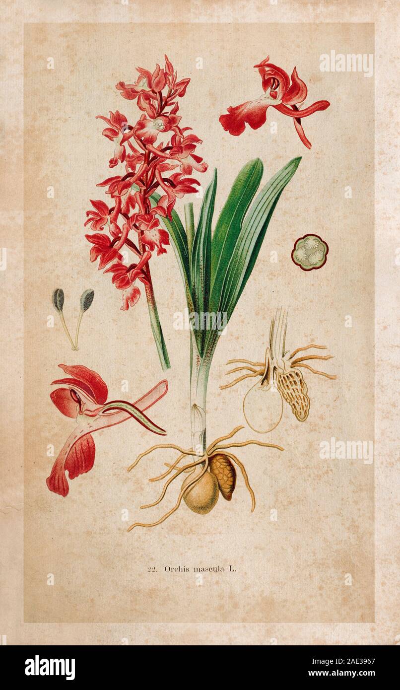 Orchis mascula, primi-orchidea viola, è una specie di pianta flowering nella famiglia delle orchidee, Orchidaceae. Foto Stock