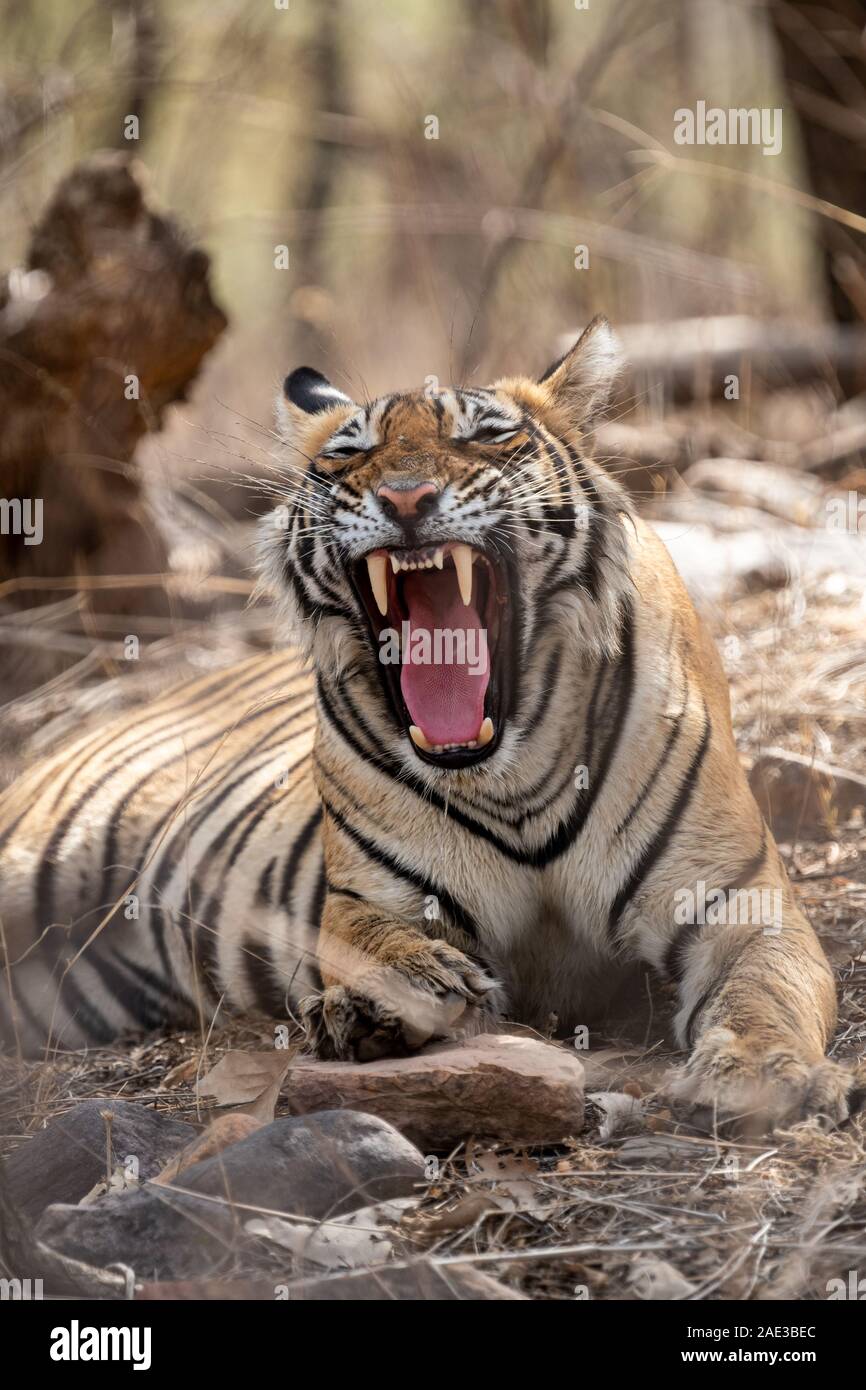 Arrabbiato tiger volto ritratto con espressione bocca aperta che mostra i canini durante la stagione di estate safari per zona di buffer al parco nazionale di Ranthambore india Foto Stock