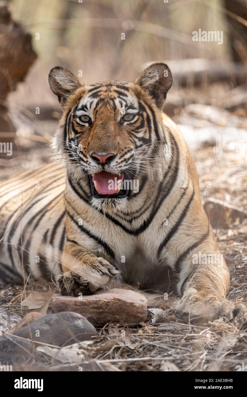 Arrabbiato tiger volto ritratto con espressione bocca aperta che mostra i canini durante la stagione di estate safari per zona di buffer al parco nazionale di Ranthambore india Foto Stock