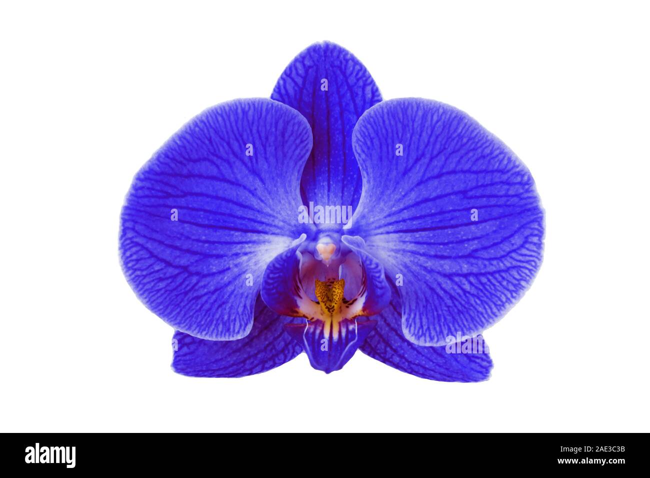 Il classico blue orchid su sfondo nero. Lay piatto. Foto Stock