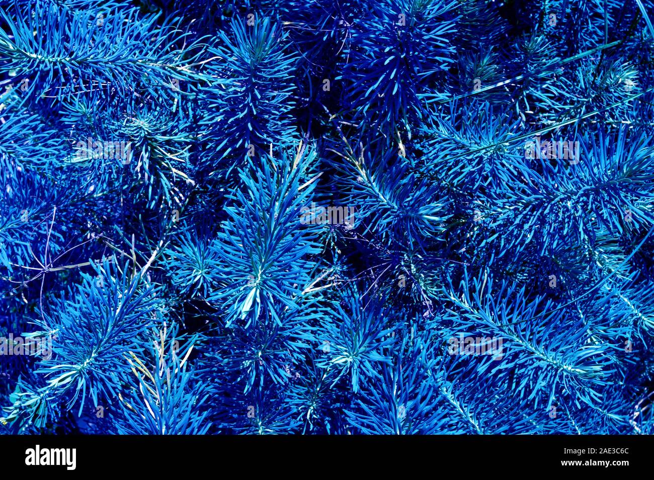 Arbusto di Abete rosso. Pianta ornamentale nel letto di fiori. Textured background. Blu classico Foto Stock
