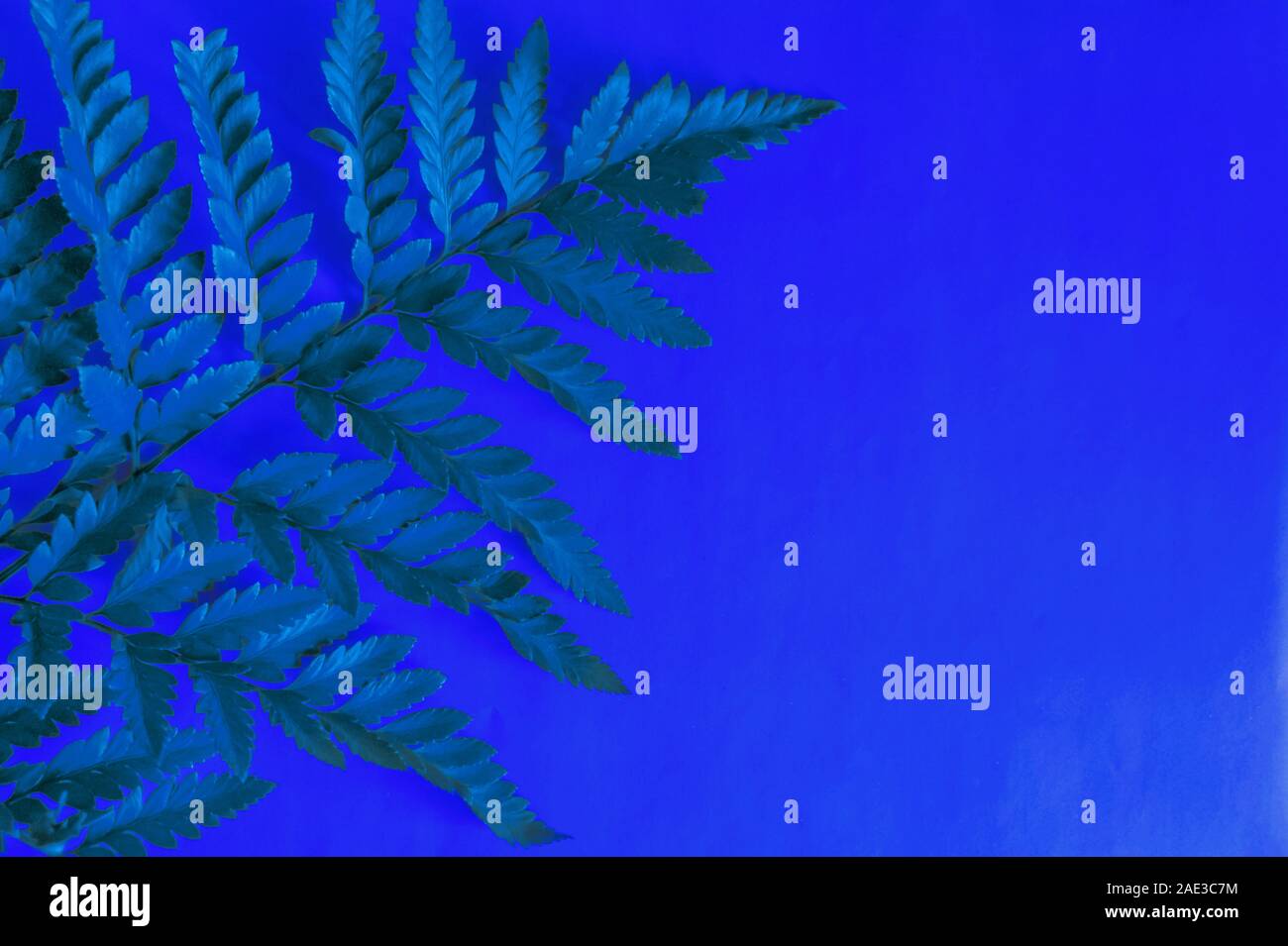 Moda Blu classico colore di sfondo con foglia tropicale. Sfondo per il design. Il luogo per il testo. Foto Stock