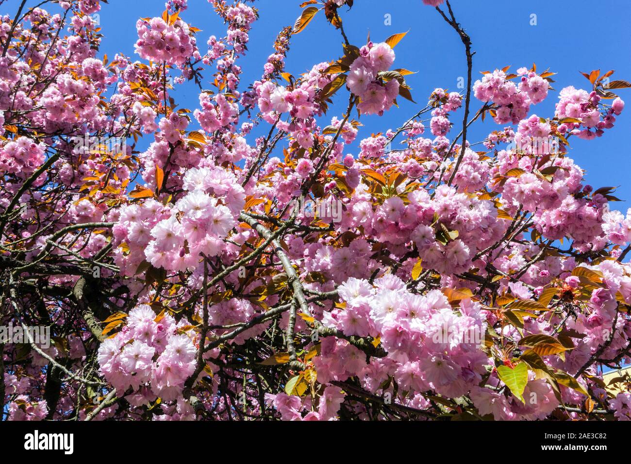 Bellezza il ciliegio rosa fiorisce l'albero contro il cielo blu che fiorisce l'albero sakura che fiorisce la primavera dell'albero Foto Stock