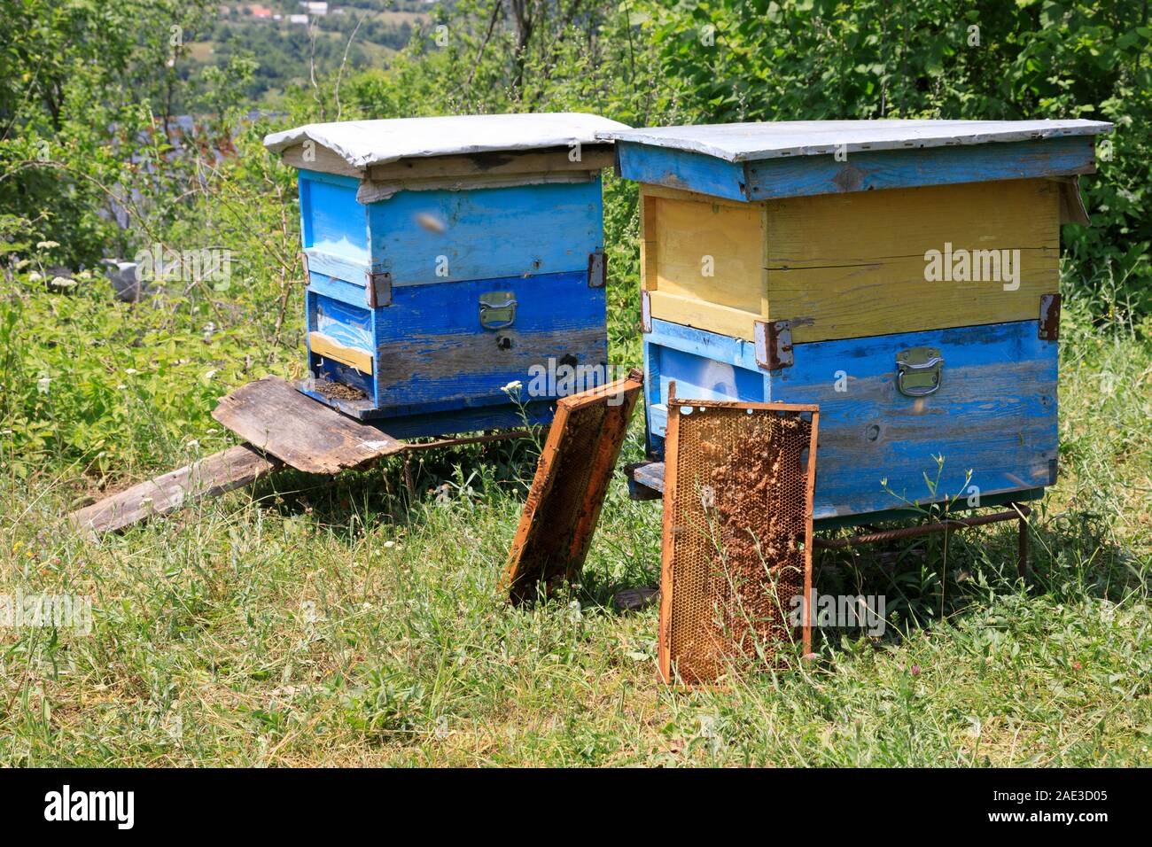 Apiario con il nido d'ape Foto Stock