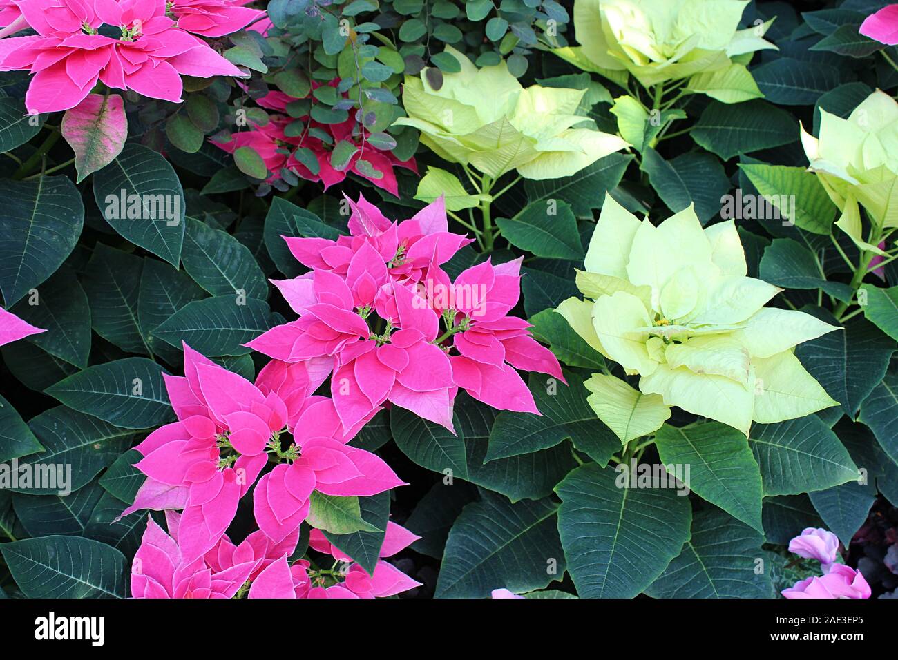 Close up di un mix di Premium polari e Luv U Poinsettias rosa in un display per le vacanze Foto Stock