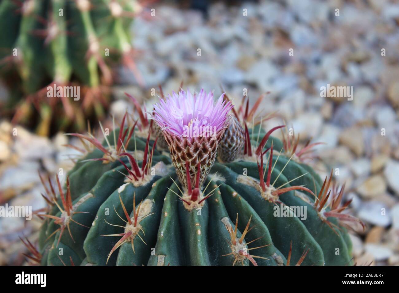 Close up di un imporpori fiore su una canna della California Cactus, Ferocactus cylindraceus, utilizzando il fuoco selettivo Foto Stock