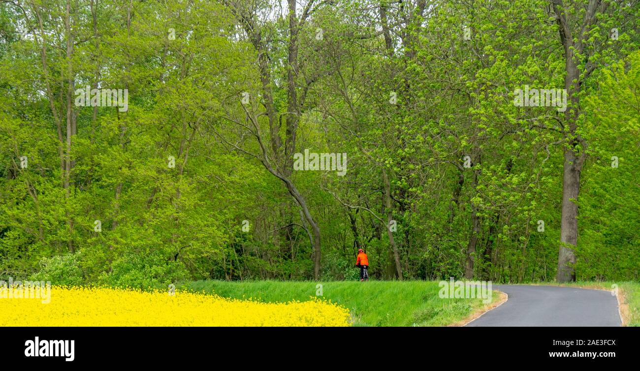 Touring ciclista femmina bicicletta equitazione da un campo di semi di colza (canola) e foresta lungo Eurovelo 7 percorso centrale Regione della Boemia Repubblica Ceca Foto Stock