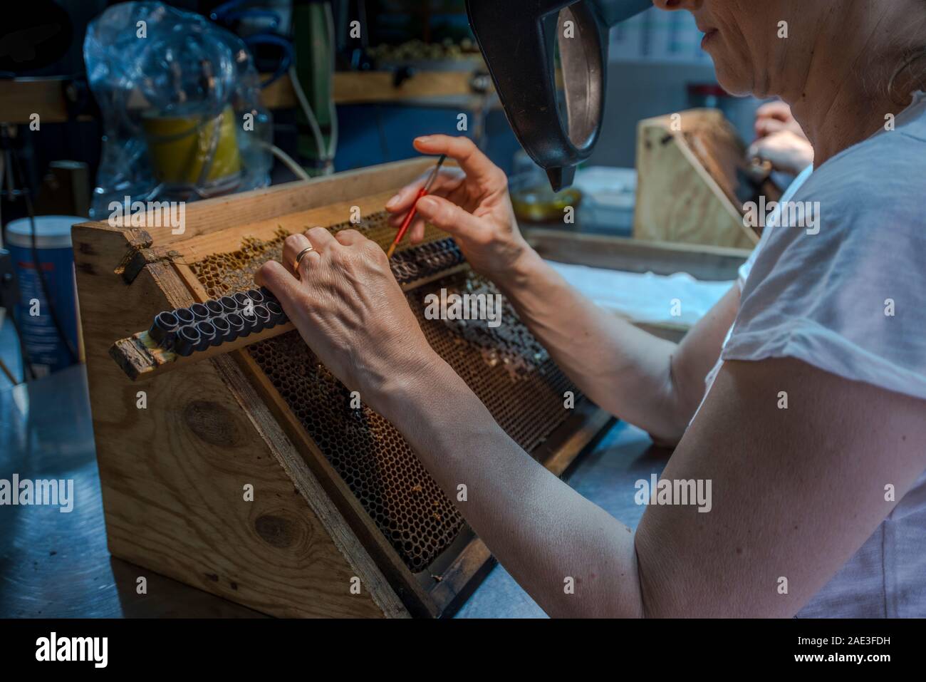 Allevamento di aggraffaggio queens lavoratore larve di rastrellare una larva e mettendola in regina artificiale tazze. Allevamento regine Foto Stock