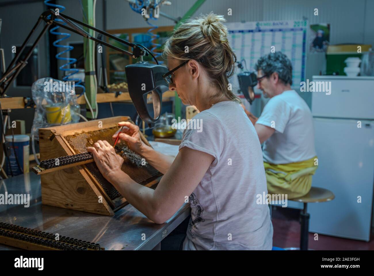 Allevamento di aggraffaggio queens lavoratore larve di rastrellare una larva e mettendola in regina artificiale tazze. Allevamento regine Foto Stock