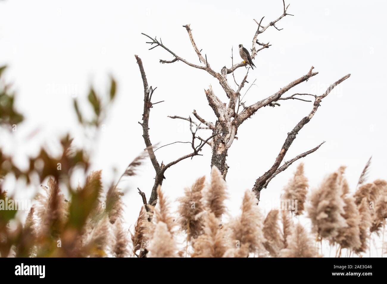 Falco pellegrino arroccato in albero morto snag in Salt Marsh habitat Foto Stock