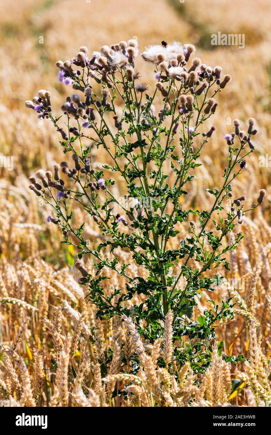 Thistle, Cirsium arvense, che cresce in un campo di grano Foto Stock
