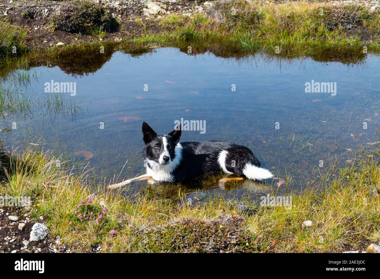 Collie rinfrescarsi in piscina Foto Stock
