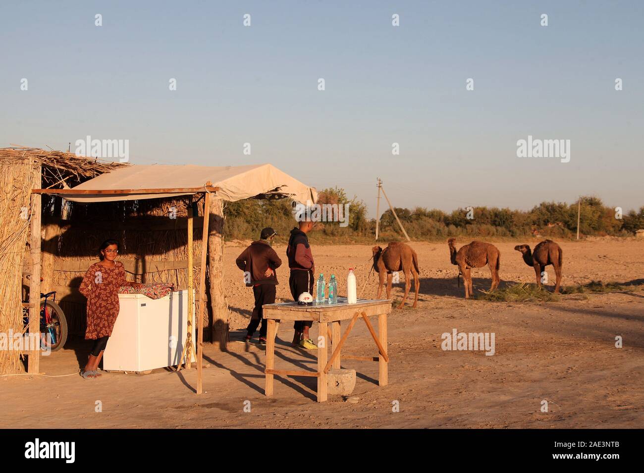 Strada latte di cammello stallo in Uzbekistan Foto Stock