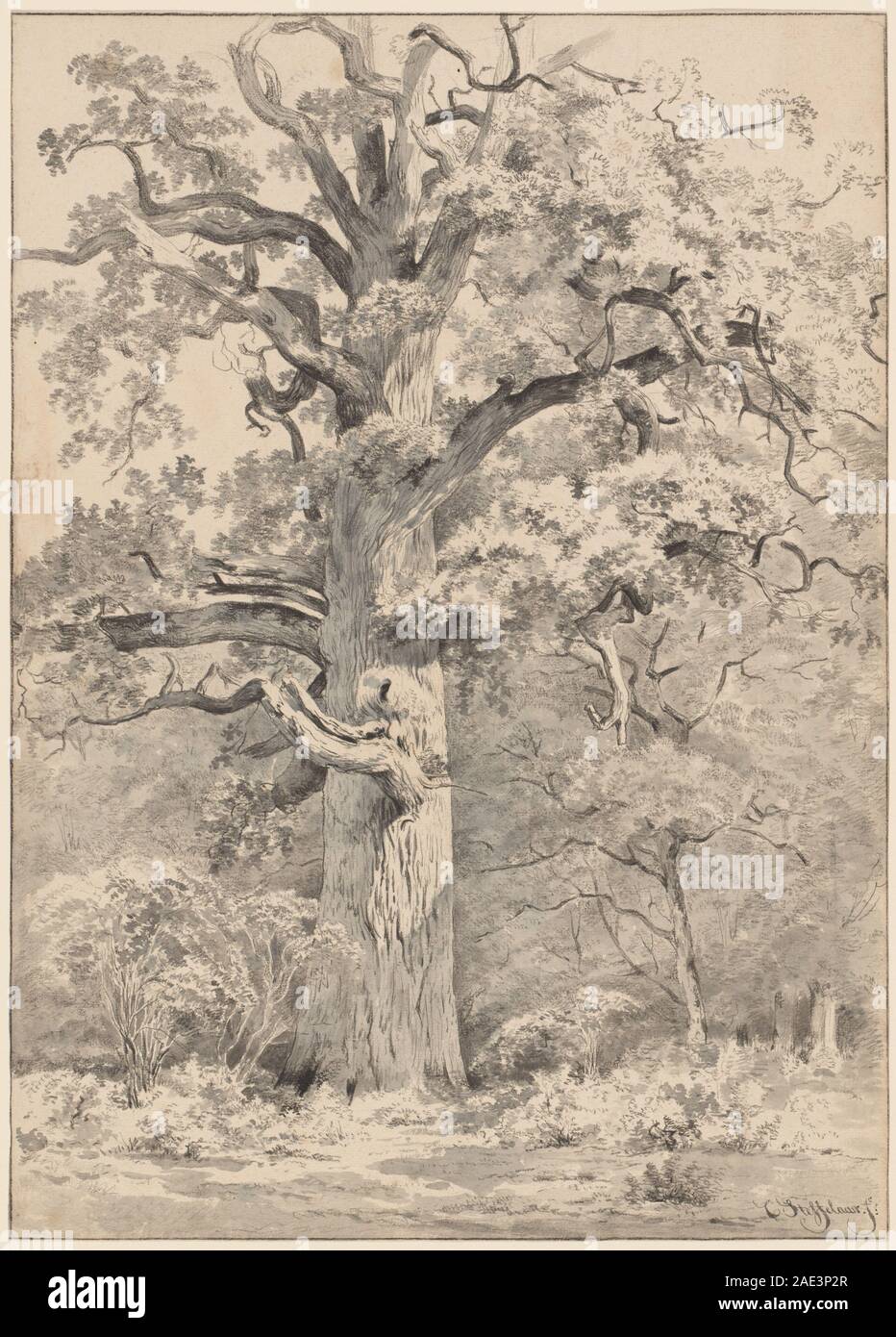 Una quercia gigantesca in corrispondenza del bordo di una foresta; 1840s(?) Cornelis Steffelaar, una gigantesca quercia in corrispondenza di un bordo di una foresta, 1840s() Foto Stock
