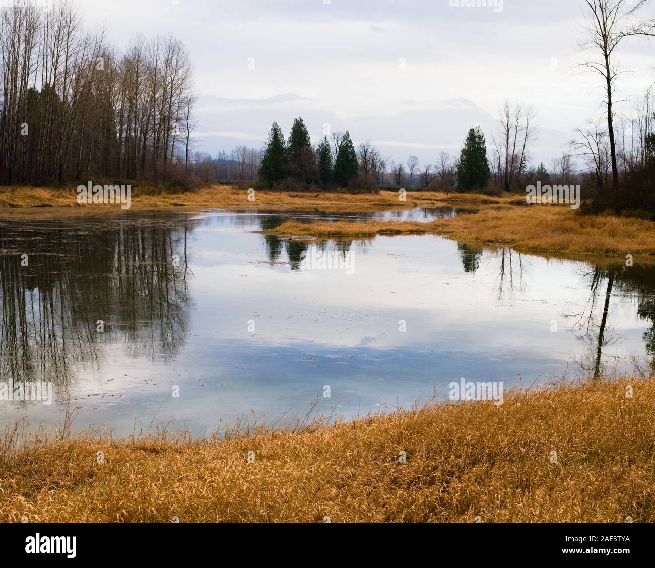 Questa zona umida è un habitat protetto per le tartarughe dipinte occidentali nel lago Errock, Mission, British Columbia, Canada Foto Stock