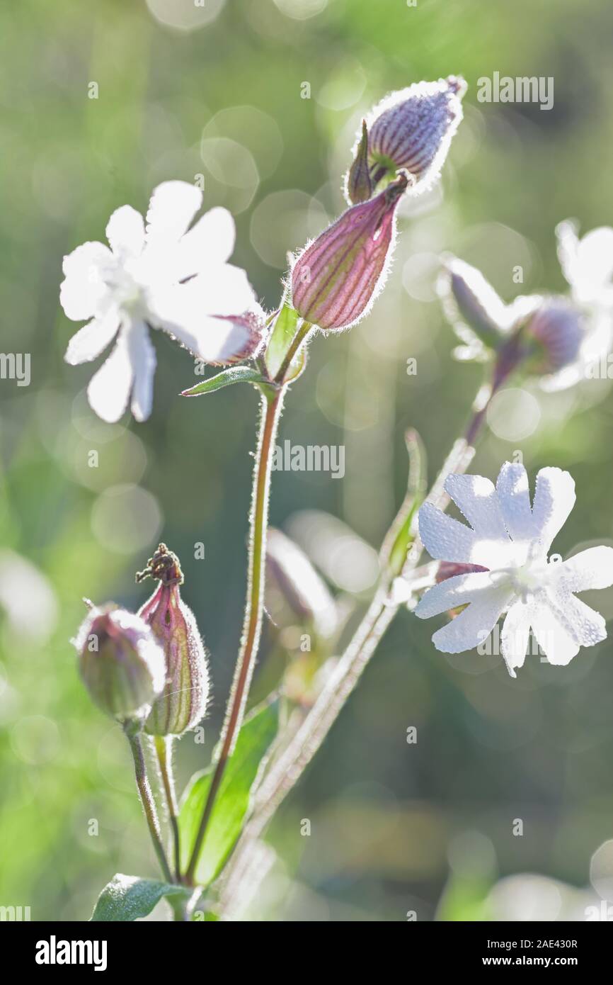 Fiore di white campion, Silene latifolia, Foto Stock