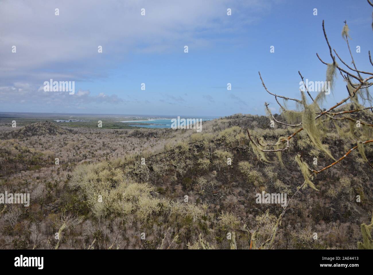 Alberi coperti da licheni vicino Las Lagrimas, Isla Isabela, Isole Galapagos, Ecuador Foto Stock