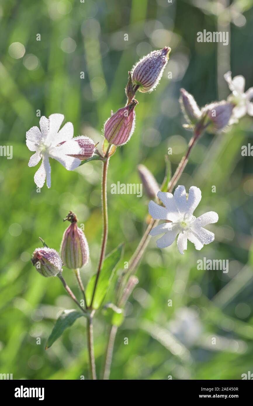 Fiore di white campion, Silene latifolia, Foto Stock