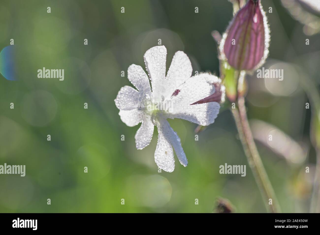 Fiore di white campion, Silene latifolia, Foto Stock