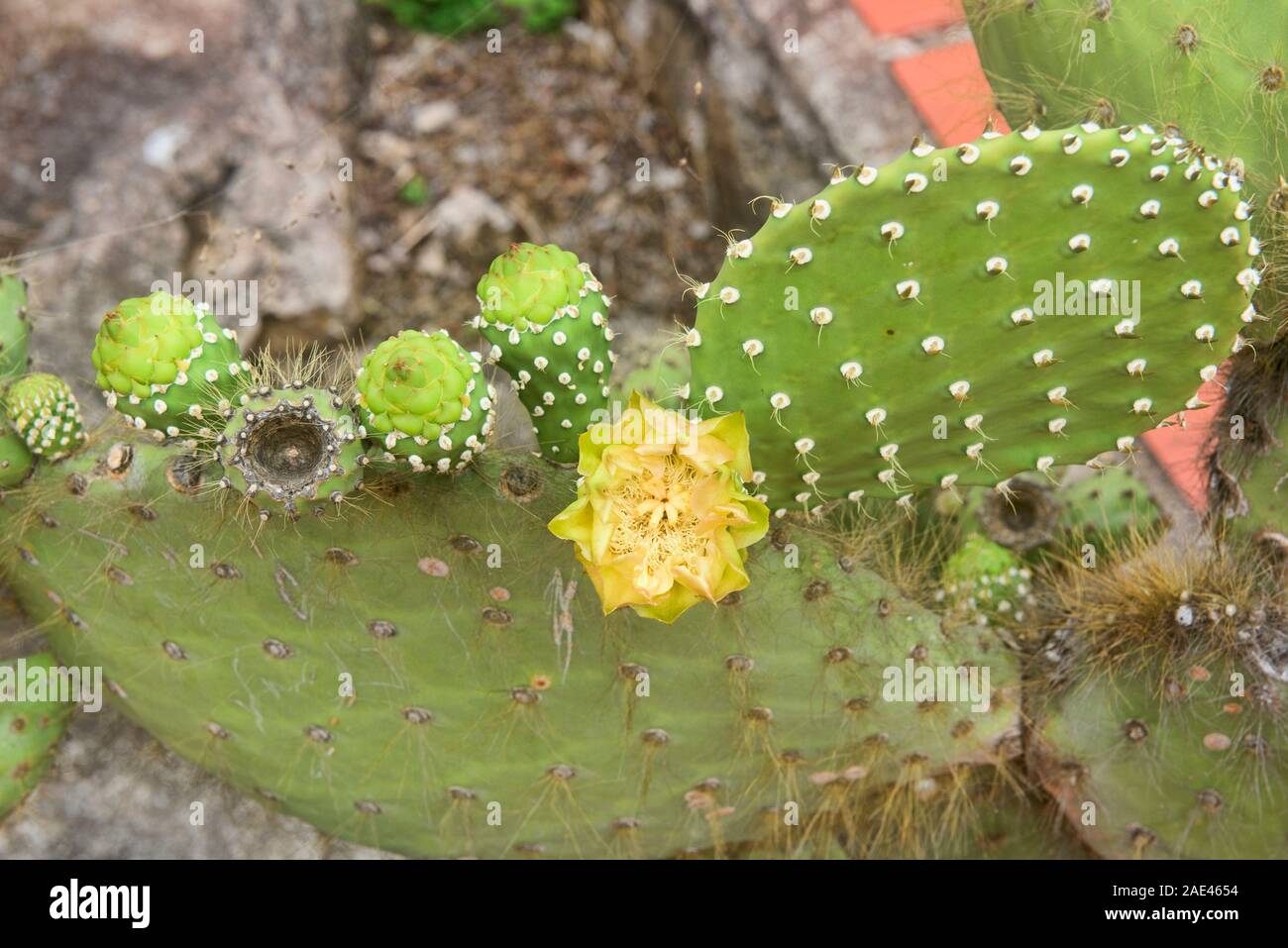 L' Opuntia cactus, Isla Santa Cruz, Isole Galapagos, Ecuador Foto Stock
