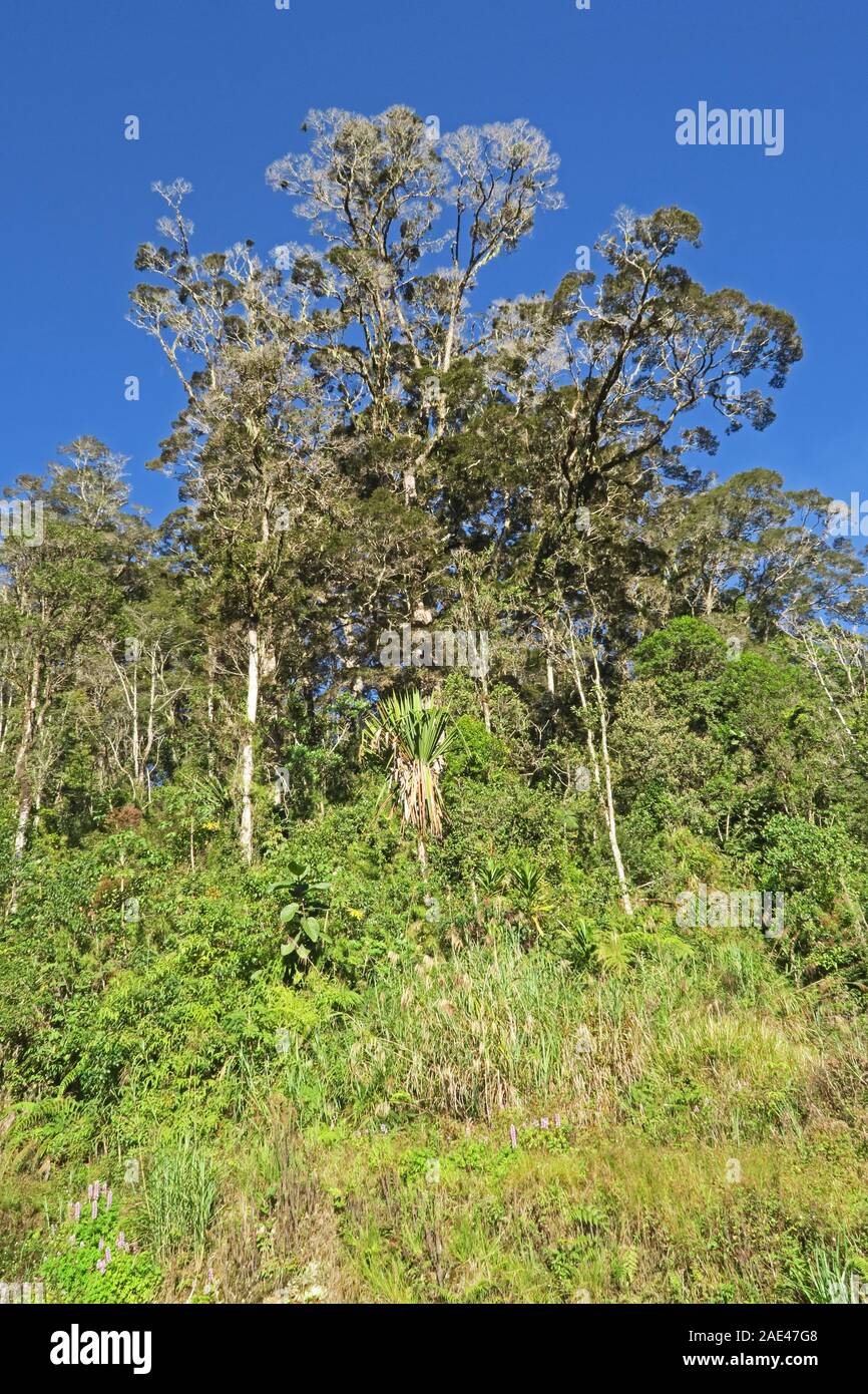 La foresta pluviale cresce sulla cresta delle montagne Wapenamanda, Papua Nuova Guinea Giugno Foto Stock