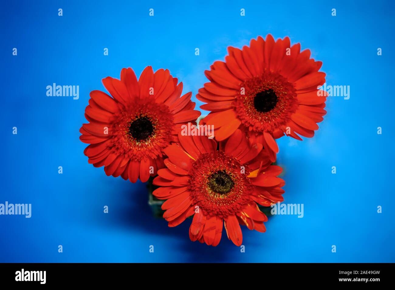 Tre rosso scuro Gerber teste sullo sfondo blu Foto Stock