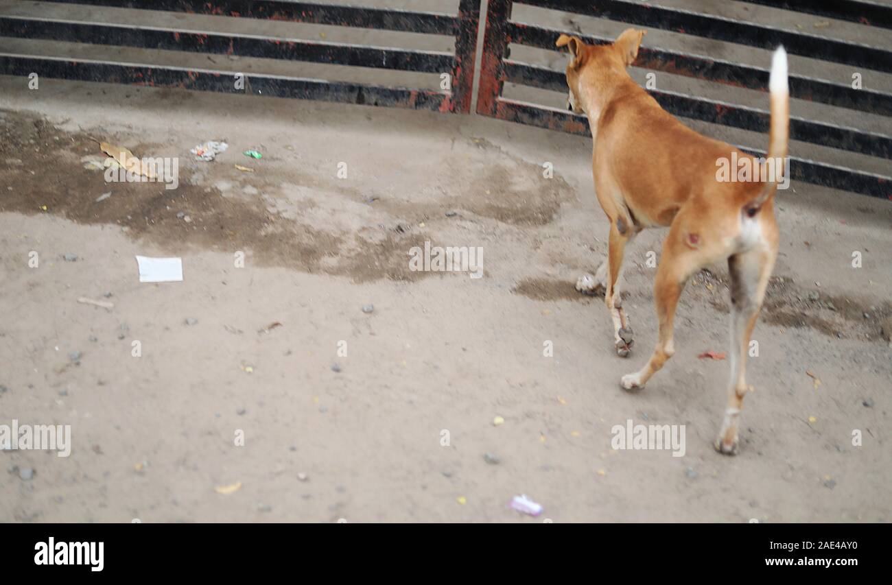 Cane attende il suo padrone di casa di ritorno Foto Stock