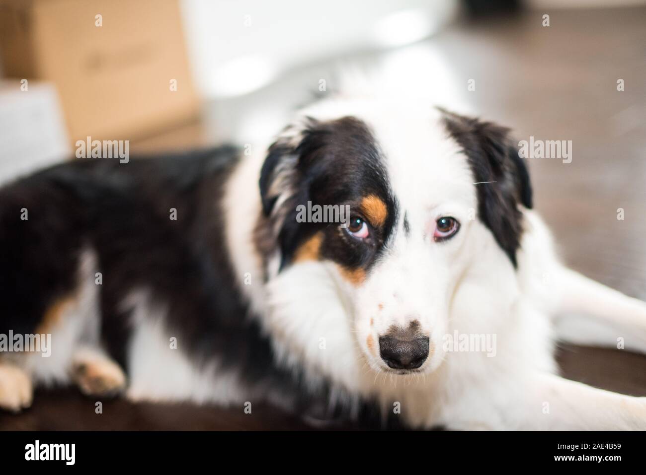 Aussie in azione Foto Stock